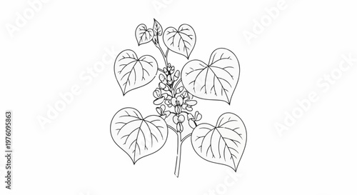 Line drawing of a flowering plant with heart-shaped leaves