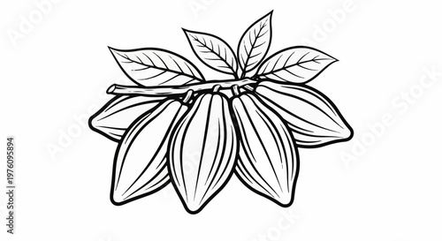 Line art drawing of cacao pods hanging from a branch with leaves