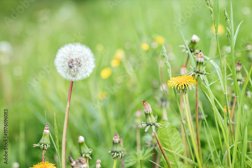 spring nature background with blooming white fluffy wild dandelion on a green meadow