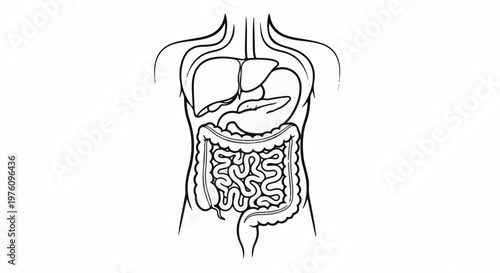 Line art of human torso showing internal digestive system and liver