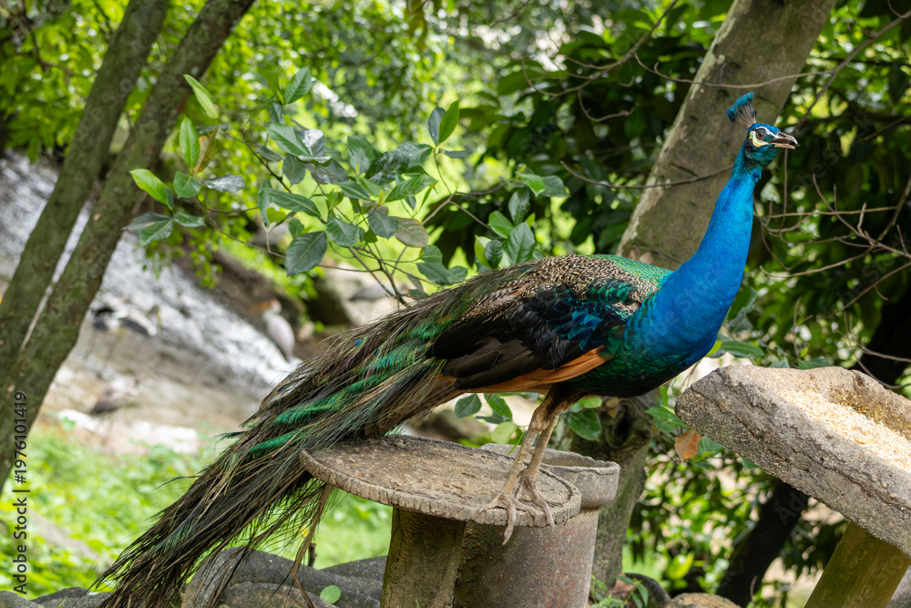 Fototapeta premium Peacock standing on stone platform in natural green park environment