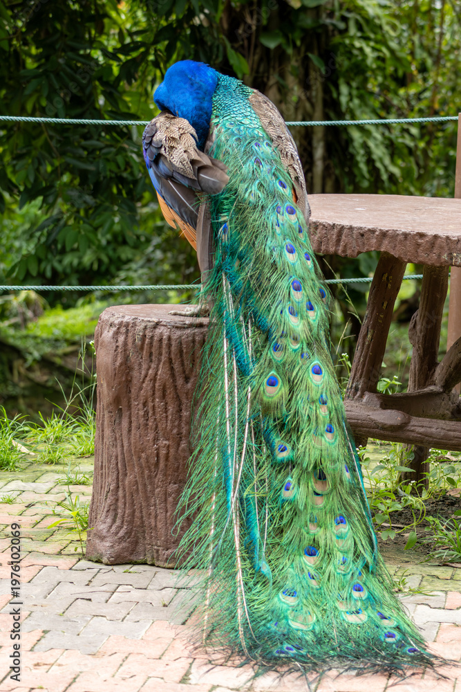 Obraz premium Peacock with long tail feathers resting on wooden structure in park