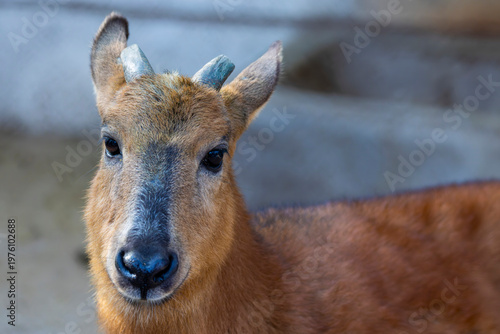 Photos The red goral (Naemorhedus baileyi) is a species of even-toed ungulate in the subfamily Caprinae in the family Bovidae