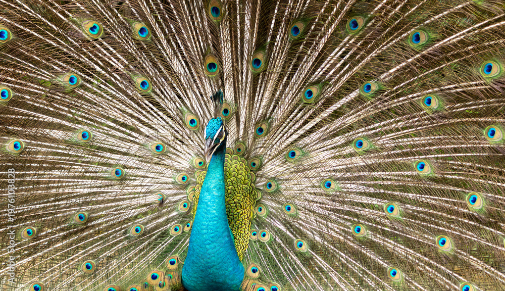Fototapeta premium Peacock displaying full tail feathers with vibrant colors and eye pattern