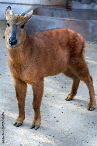 The red goral (Naemorhedus baileyi) is a species of even-toed ungulate in the subfamily Caprinae in the family Bovidae. It is found in India, Tibet and Myanmar.