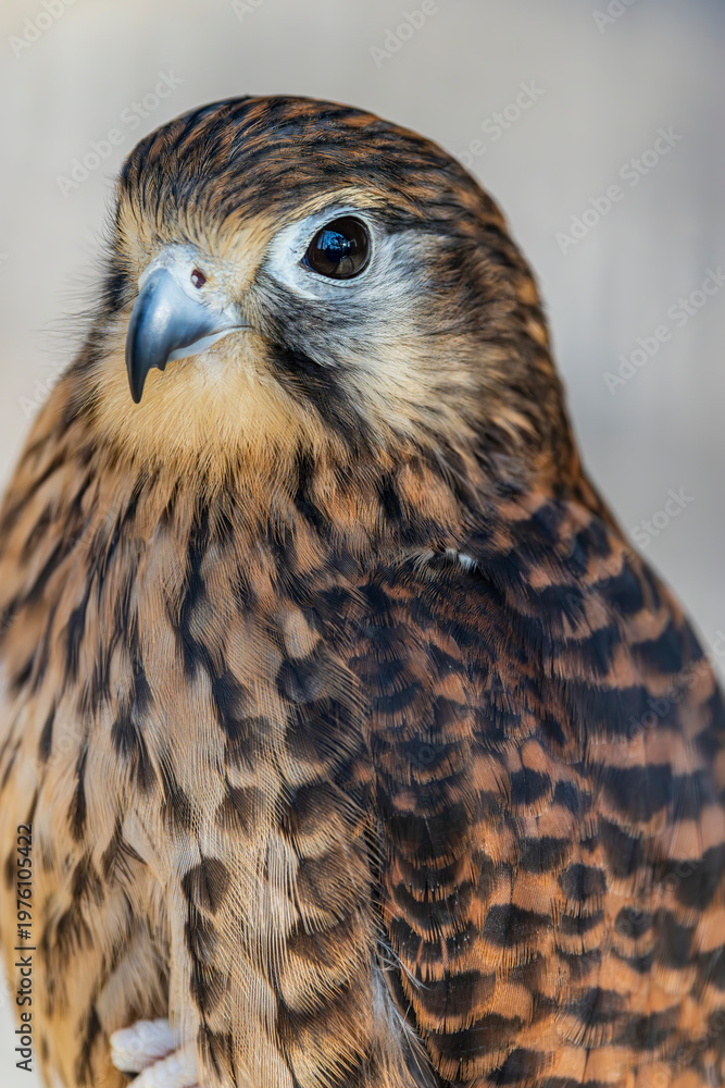 Fototapeta premium Common kestrel (Falco tinnunculus) is a small falcon known for hovering flight, keen eyesight, and hunting insects and small vertebrates across open habitats.
