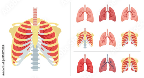 Anatomical illustration of the human respiratory system and rib cage