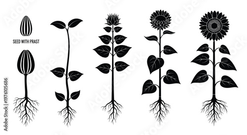 Sunflower life cycle illustration from seed to fully grown flower