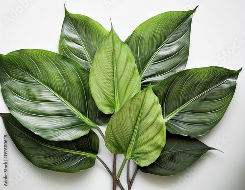 large green leaves with vibrant veins on a clean white backdrop use interior decor eco friendly branding wellness advertising