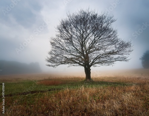 a bare tree stands alone in a foggy grassy field under an overcast sky use travel blog hero image outdoor adventure branding