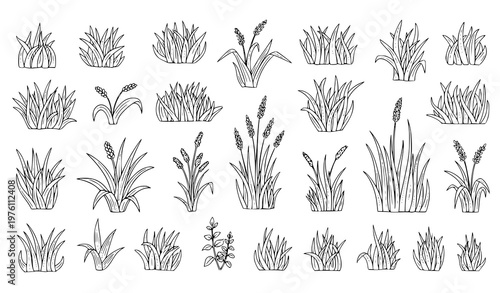 Doodle grass vector set hand drawn wild herb blades organic garden border illustration