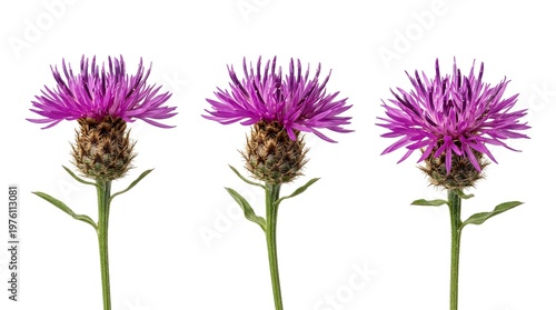 Three purple knapweed flowers (Centaurea nigra) positioned in a horizontal row, featuring detailed green stems and brown involucral bracts, isolated on a pure white background.