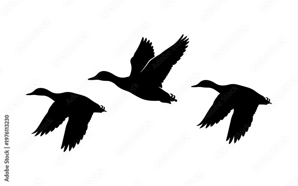 Obraz premium Silhouette of three flying ducks in sky