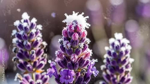 Lavender flowers being watered.