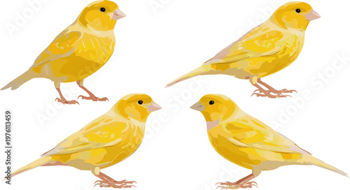 Yellow Canary Bird Set Featuring Different Poses and Plumage for Nature and Wildlife Illustrations