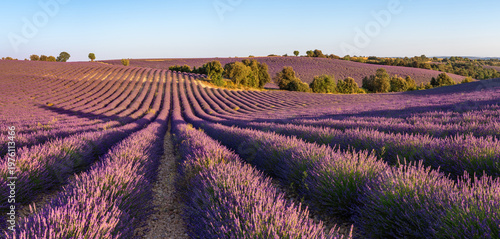 Obraz na plátně Blooming lavender field on the Valensole Plateau in Provence, France