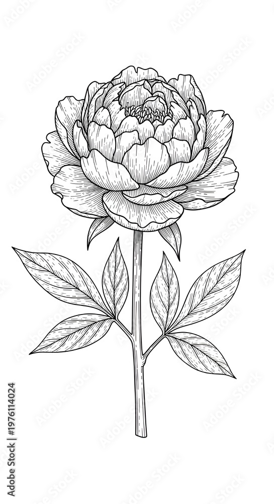 Obraz premium Fine line peony flower template with delicate leaves and blooming branches.