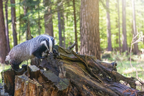 European badger is standing on an old tree stump. in forest. Horizontally. 