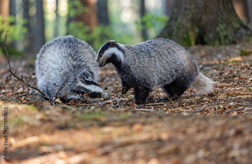 Two cute European badgers are playing in the forest. Horizontally. 