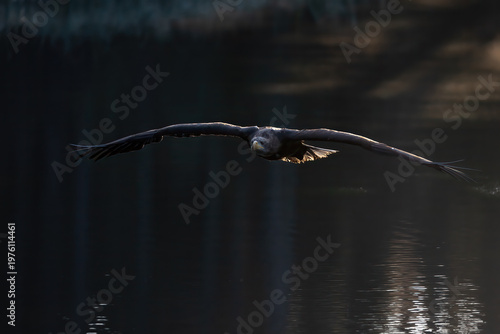 Sea eagle is flying low over a lake.  Horizontally. 