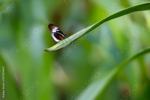 Butterfly is posing on a spiky leaf of a plant. The background is blurred, ready for your text.