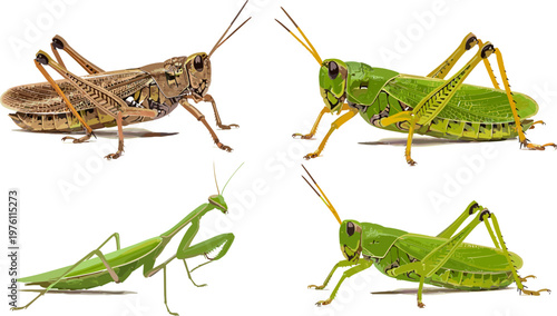 Vector Illustration of Four Different Grasshopper and Praying Mantis Species with Detailed Anatomical Features, Legs, and Antennas for Entomology and Insect Graphics
