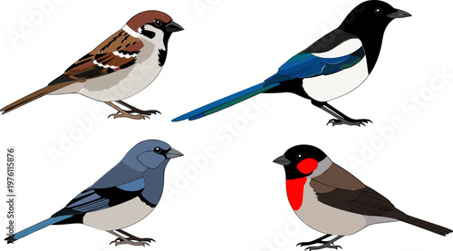 Vector Collection of Colorful Birds with Unique Plumage and Detailed Features for Wildlife, Birdwatching, and Nature Illustrations