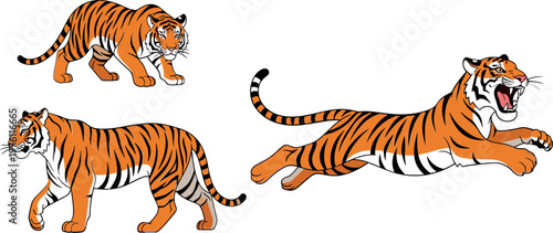 Tiger Illustration Set Featuring Walking, Running, and Roaring Tigers for Wildlife, Animal, and Jungle Themes