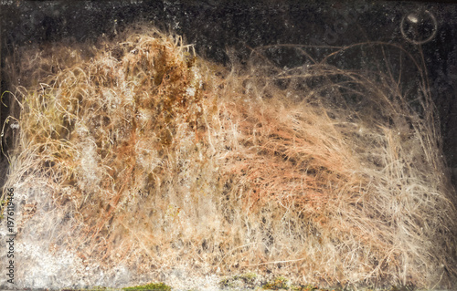 A tangle of roots grows in the damp interior of a niche