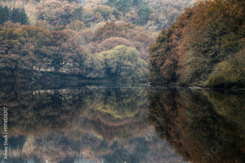Autumnal riverside environment in a lush native deciduous riverside forest