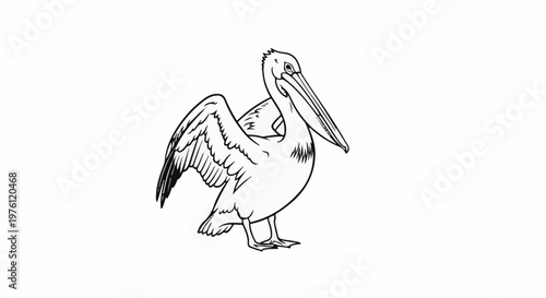 A black and white illustration of a pelican standing on its legs