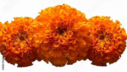 A Bunch Of Orange Marigold Flowers Are Arranged In A Row Isolated On Transparent Background Day Of The Dead Dia De Los Muertos Design