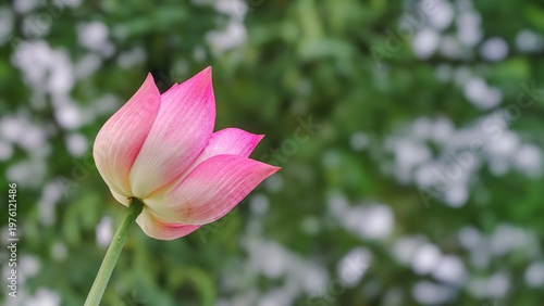 Obraz na płótnie Elegant pink lotus flower bud blooming against green bokeh background