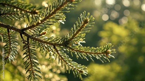 A close-up shot showcases the intricate details of a pine tree branch bathed in soft, natural light against a blurred green background.