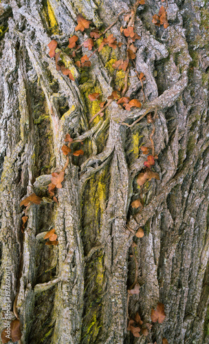 Natural abstractions of dendritic patterns in the bark of an oak tree