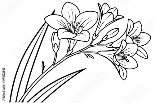 coloring page line art the freesia flower black vector