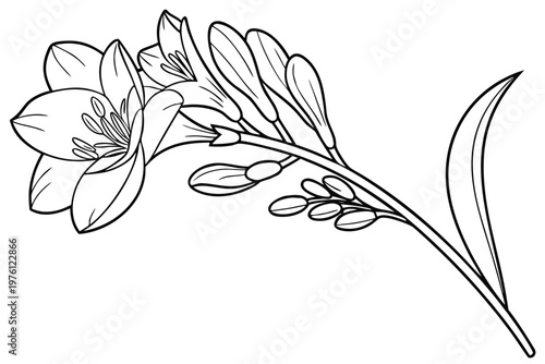 coloring page line art the freesia flower black vector