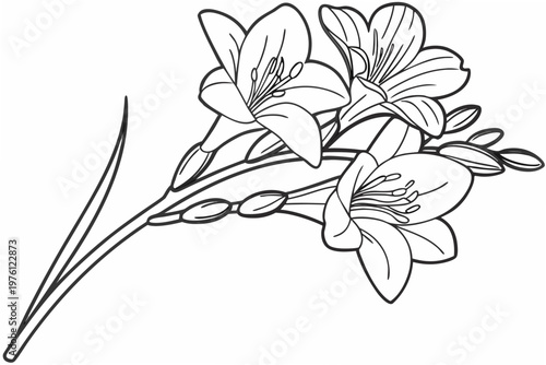 coloring page line art the freesia flower black vector