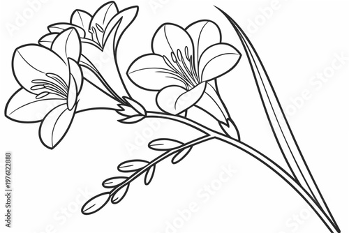 coloring page line art the freesia flower black vector