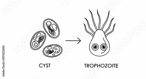 Biological illustration showing the transformation from cyst to trophozoite form