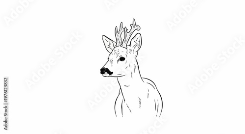 Line art illustration of a roe deer head and neck with antlers