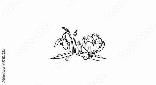 Delicate snowdrop and crocus flowers emerge from the earth