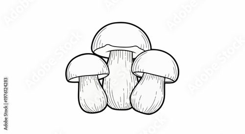 Black and white illustration of three mushrooms with thick stems and rounded caps