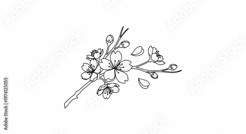 Delicate line art depicts cherry blossoms and buds on a branch