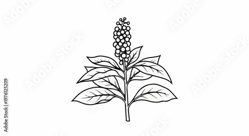 Detailed line drawing of a flowering plant with clusters of berries and large leaves