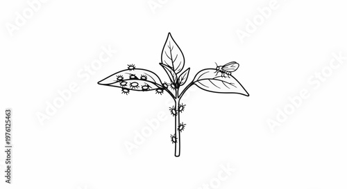 Line art of plant stem with leaves, showing aphids and a fly