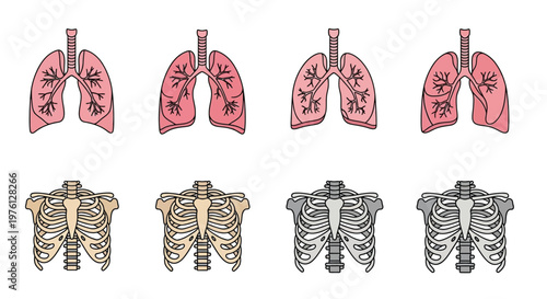 Anatomical illustration of human lungs and ribcages in varying shades