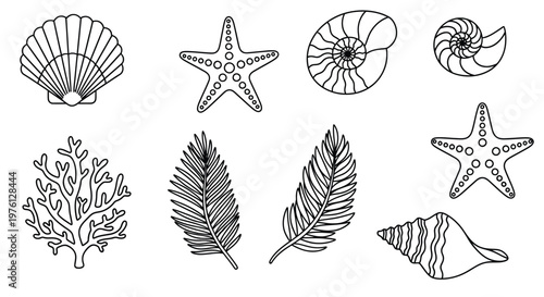 Black and white illustration of seashells starfish coral and seaweed