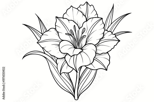 coloring page  line art the gladiolus flower black vector
