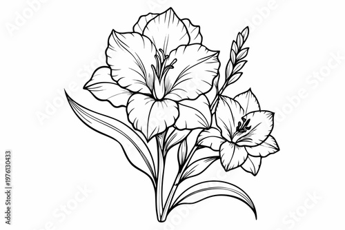 coloring page  line art the gladiolus flower black vector